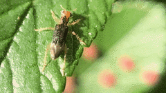 Phyllobaenus verticalis