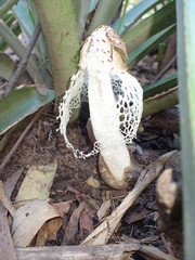 Phallus merulinus