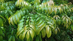 Meliosma rhoifolia