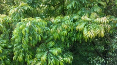 Meliosma rhoifolia