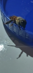 Apis mellifera