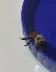 Apis mellifera