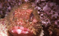 Scorpaena jacksoniensis
