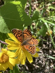 Chlosyne gabbii atrifasciata