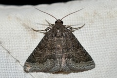 Matigramma pulverilinea