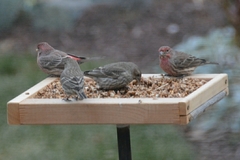 Haemorhous mexicanus