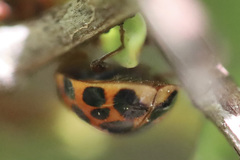 Harmonia axyridis