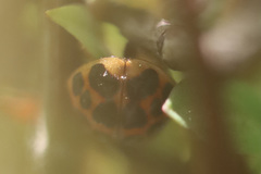 Harmonia axyridis