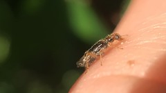 Phyllobaenus verticalis