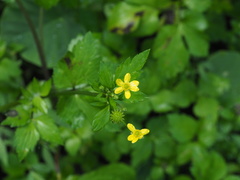 Ranunculus cantoniensis