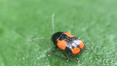 Cryptocephalus quadruplex