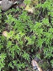 Leucolepis