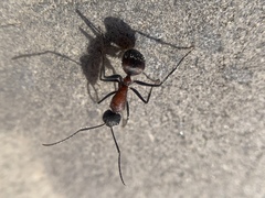 Camponotus mutilarius