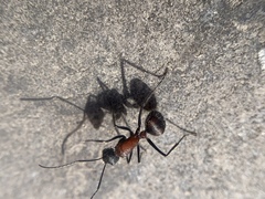 Camponotus mutilarius
