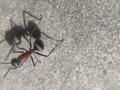 Camponotus mutilarius