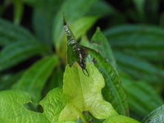 Paratimomenus flavocapitata