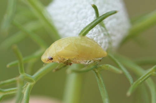 Meadow spittlebug