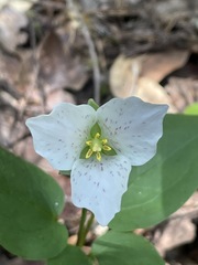 Pseudotrillium rivale