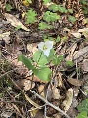 Pseudotrillium rivale