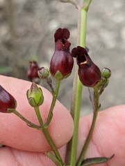Scrophularia atrata