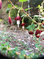 Ribes lobbii