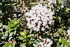 Ozothamnus alpinus