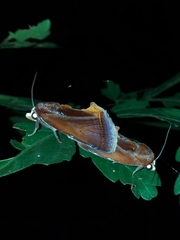 Gonodonta nitidimacula