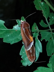 Gonodonta nitidimacula