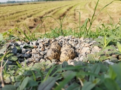 Vanellus indicus atronuchalis