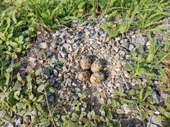 Vanellus indicus atronuchalis