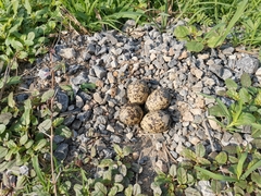 Vanellus indicus atronuchalis