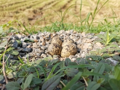 Vanellus indicus atronuchalis