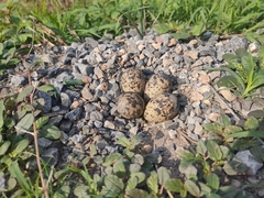 Vanellus indicus atronuchalis