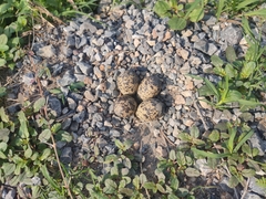 Vanellus indicus atronuchalis