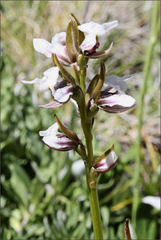 Prasophyllum suttonii