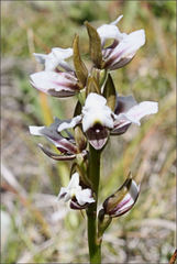 Prasophyllum suttonii