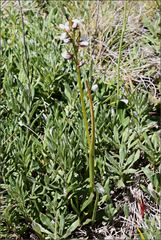 Prasophyllum suttonii