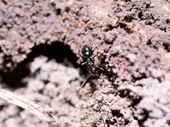 Prolasius