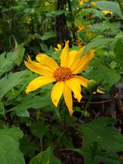 Tithonia diversifolia