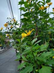 Tithonia diversifolia
