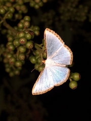 Leuciris