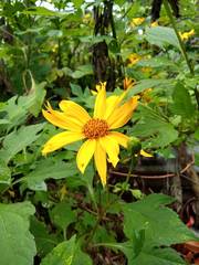 Tithonia diversifolia