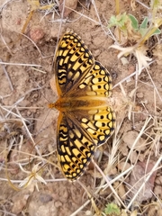 Speyeria callippe comstocki