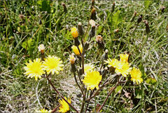 Picris angustifolia