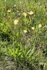 Picris angustifolia