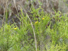 Hypericum fasciculatum