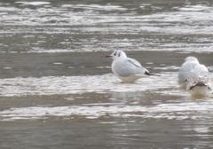 Chroicocephalus ridibundus