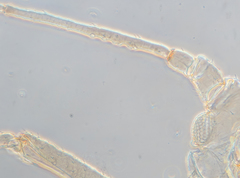 Acyrthosiphon lactucae