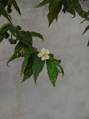Muntingia calabura