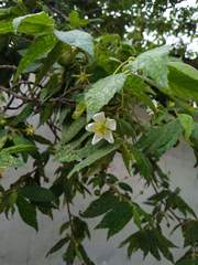 Muntingia calabura